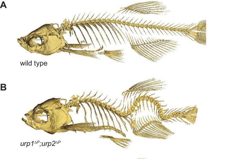 Zebrafish research helps reveal the origins of scoliosis