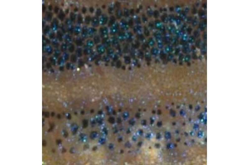Las similitudes del pez cebra con los humanos los convierten en modelos útiles para estudiar afecciones de la piel como el vitíligo y el melanoma.