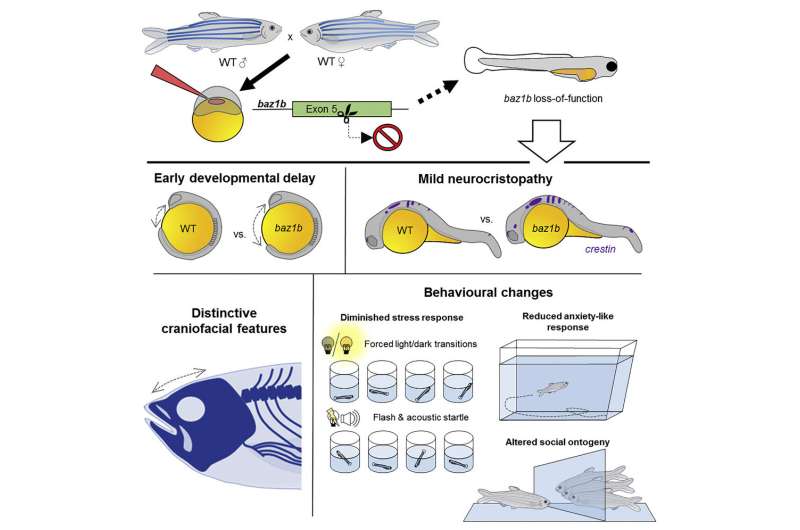 Zebrafish testing identifies a gene potentially at the root of domestication