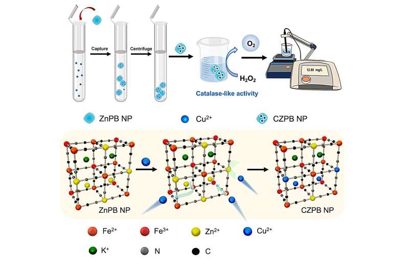 Met zink gedoteerde Pruisisch blauwe nanozyme dient als alles-in-één koperen sensor