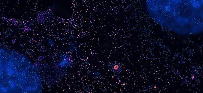 Zooming across time and space simultaneously with superresolution to understand how cells divide