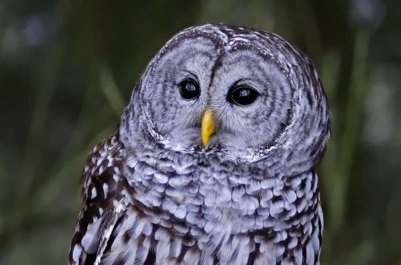  barred owl