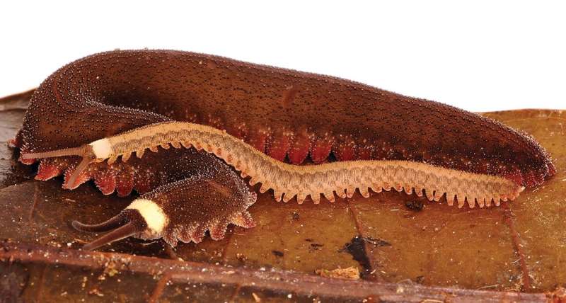 100 years later: a new velvet worm species from Ecuador