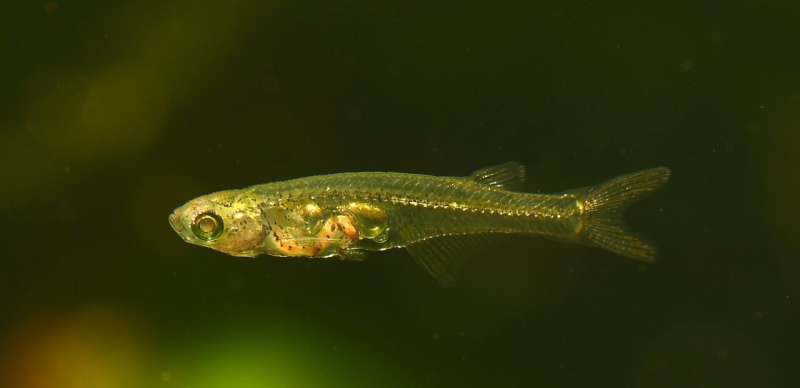 12 mm fish produces 140-decibel sound to communicate in turbid waters