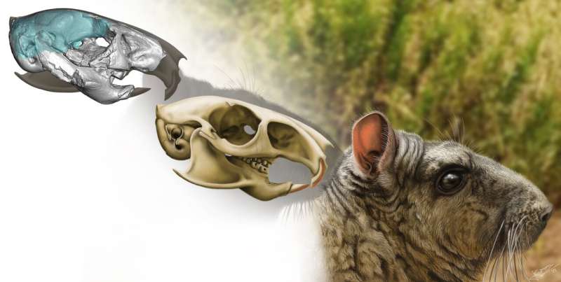 30 million years old cousin of chinchillas shows signs of enhanced hearing and living in groups