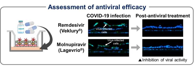 3D bioprinting advances research on respiratory viruses