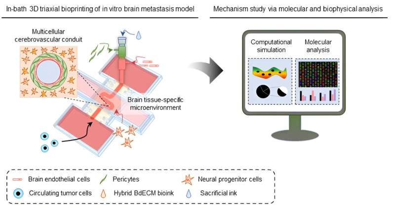 3D bioprinting of in vitro brain metastasis model