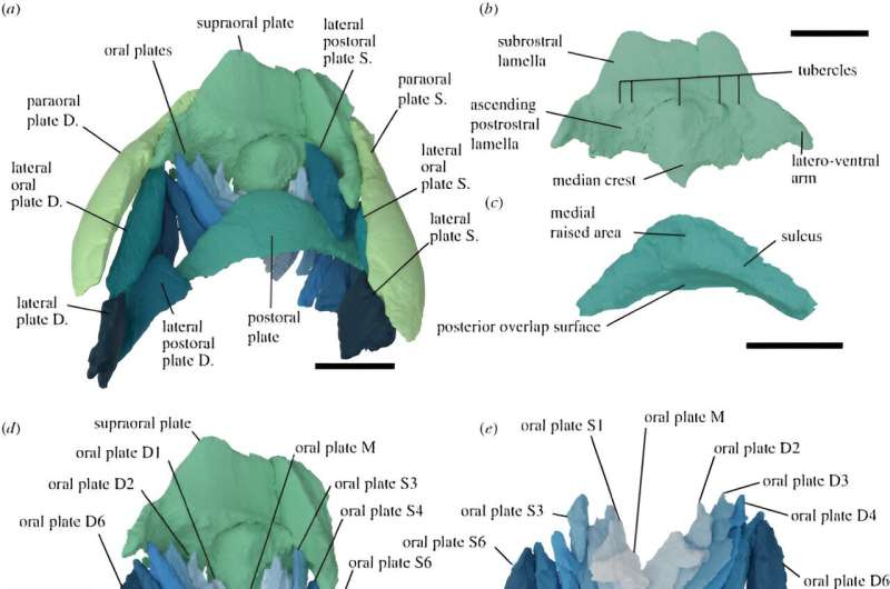 3D mouth of an ancient jawless fish suggests they were filter-feeders, not scavengers or hunters