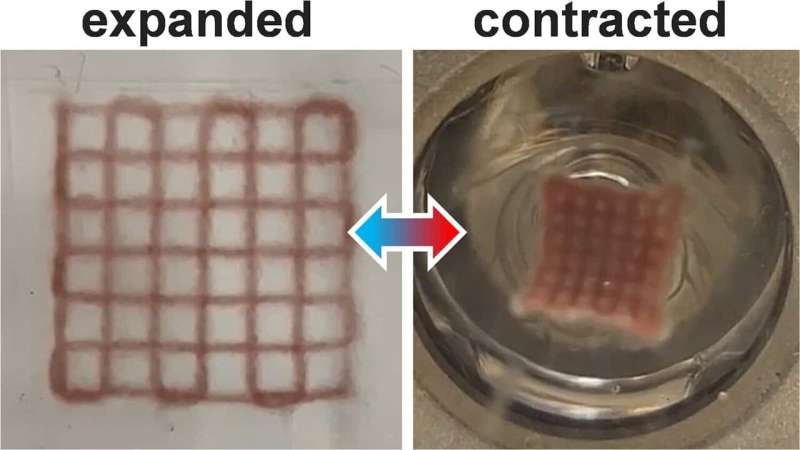 3D printing of light-activated hydrogel actuators