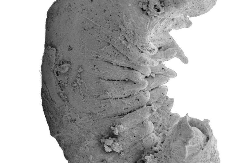520-million-year-old worm fossil solves mystery of how modern insects, spiders and crabs evolved