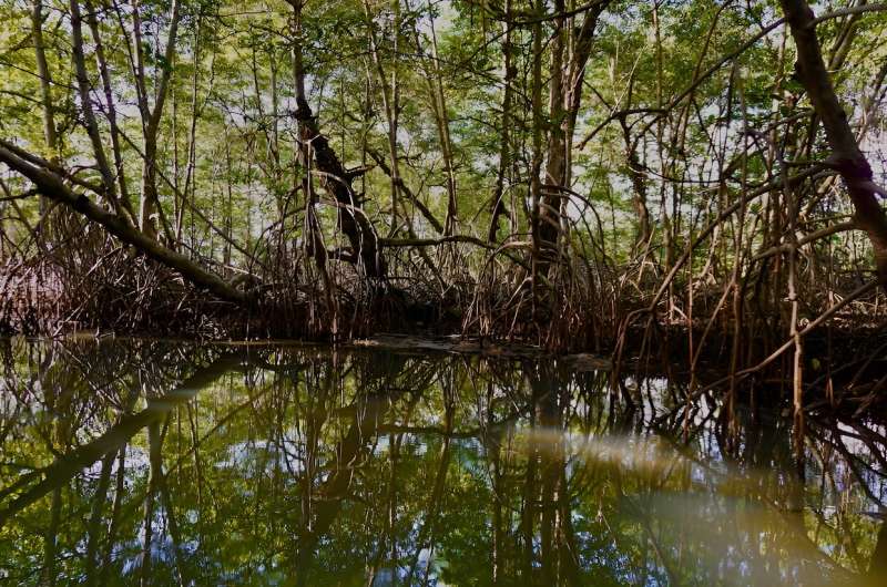 Petrified mangrove forest found