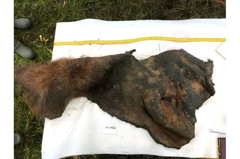 A 52,000-year-old woolly mammoth skin was excavated intact from permafrost in Siberia, as seen in this handout photo taken on September 5, 2018, courtesy of Stockholm University
