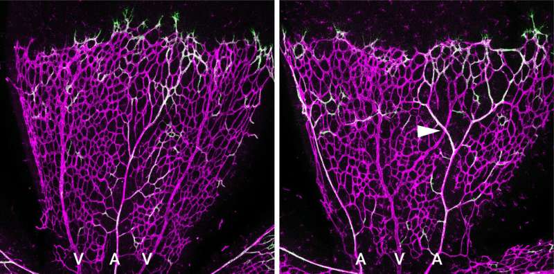 A balancing act: EphB4 and ephrin-B2 regulate artery formation