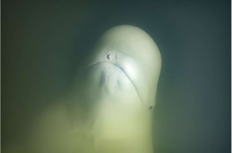 A beluga whale, one of the very few other animals that experience menopause, which remains an evolutionary puzzle