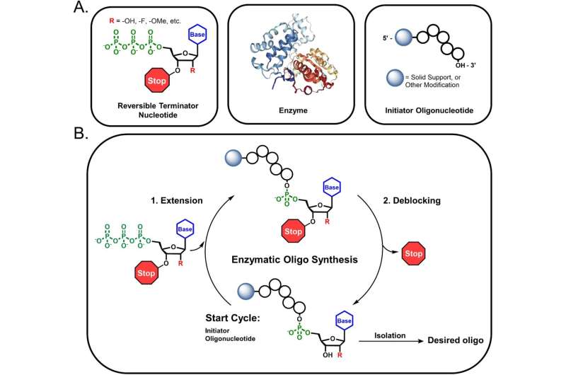 A better way to make RNA drugs: Enzymatic synthesis method expand capabilities while eliminating toxic byproducts