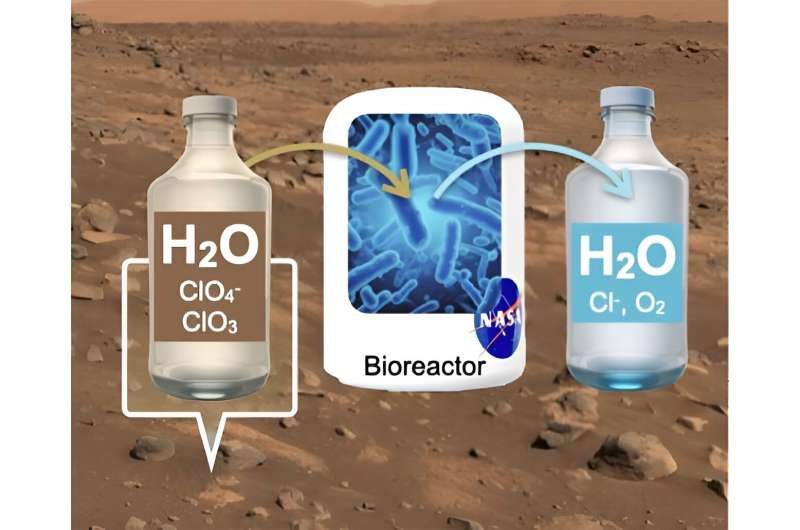 A biocatalytic reactor for detoxifying water on Mars