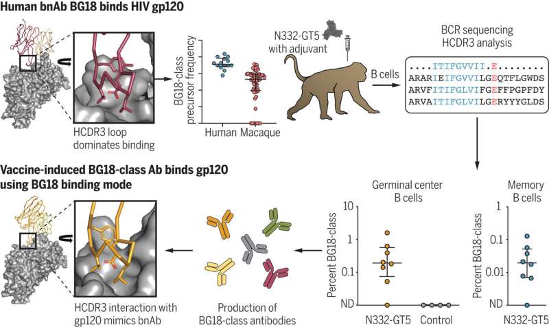 A boost for HIV vaccine research