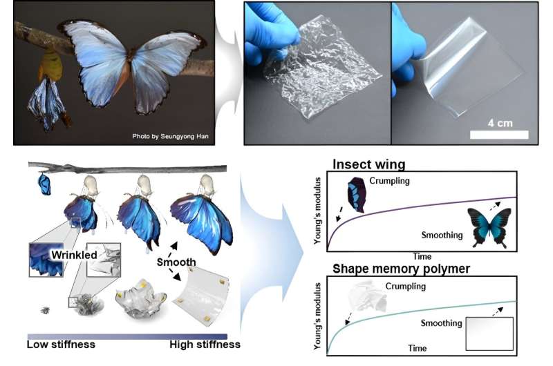 A butterfly-inspired design to create crumple-recoverable electronics