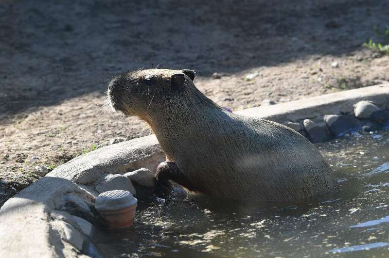 A capybara swims in a makeshift pool at an enclosure at the Manila Zoo amidst a heatwave