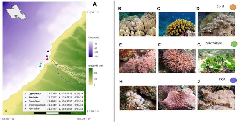 A catalog of coral microbes and metabolites paves the way to monitoring reef health