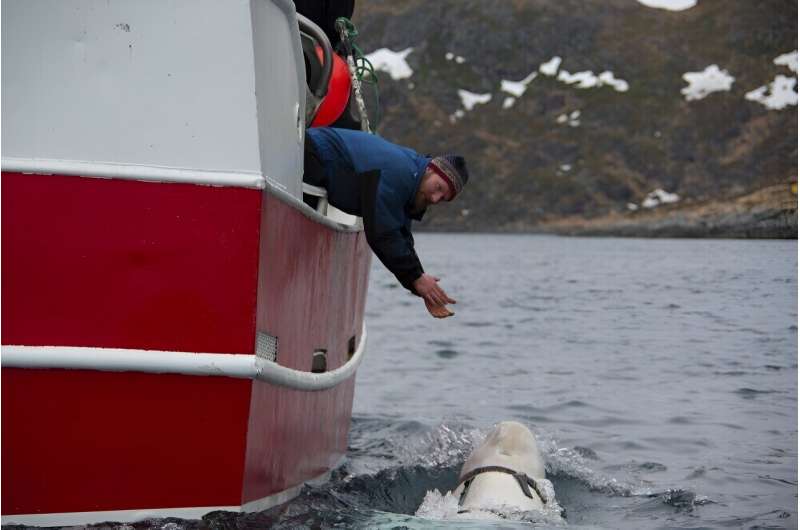 A celebrity 'Russian spy' whale spotted with harness found dead in Norwegian waters