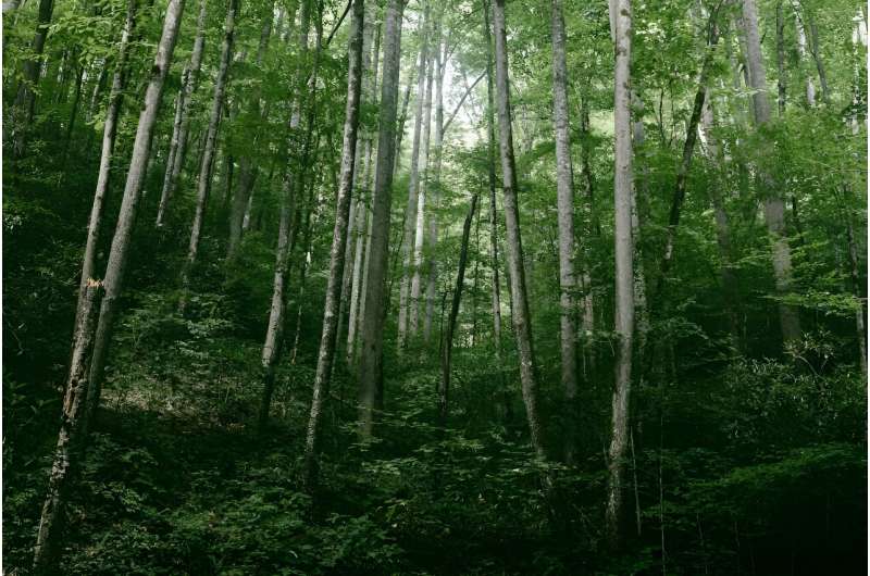 A century of reforestation helped keep the eastern US cool, study finds