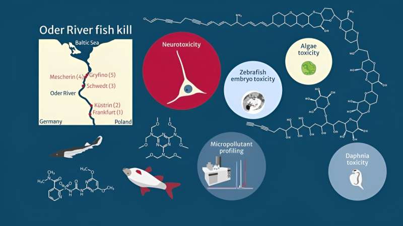 A chemical cocktail of micropollutants amplified the effect of algal toxins causing mass fish mortality on the River Ode