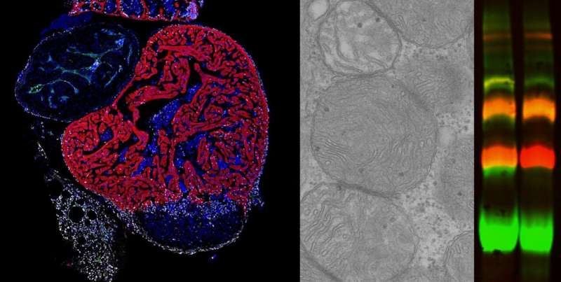 A CNIC study reveals the key role of mitochondrial proteins in cardiac regeneration