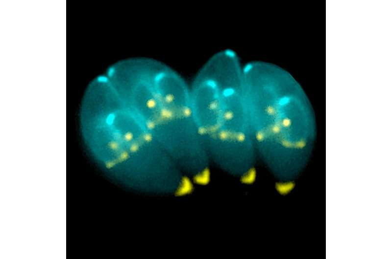 A common parasite could deliver drugs to the brain—how scientists are turning Toxoplasma gondii from foe into friend