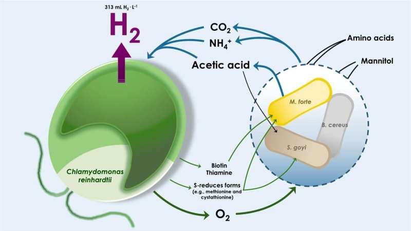 A consortium of algae and bacteria boosts the production of green hydrogen and biomass while cleaning water