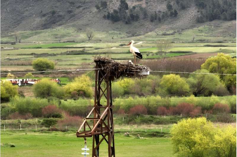 A couple of storks stand in their nest atop an electric pole -- many birds prefer to winter in Albania rather than risk a perilous migration to Africa