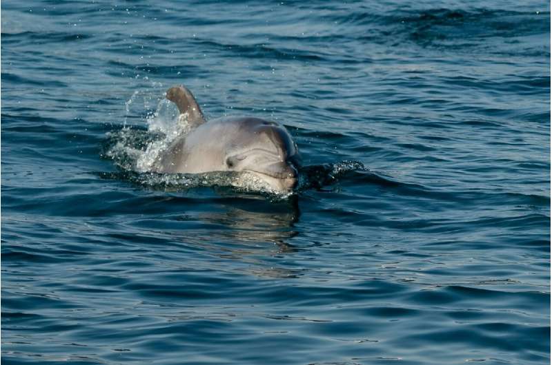 A dolphin swims in the Bosphorus strait that cuts through Istanbul