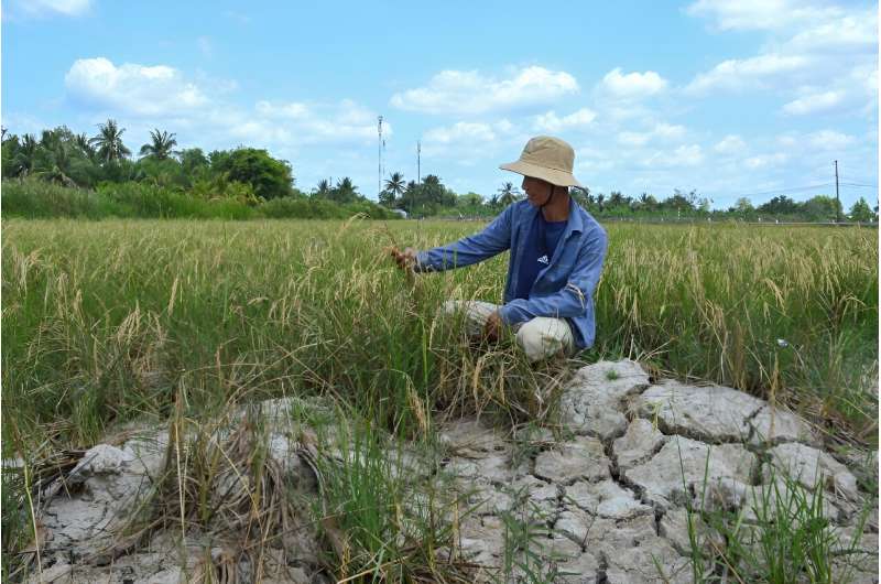 A farmer looks at his crop in a dry rice field in southern Vietnam's Ca Mau province, which suffered an abnormally long heatwave in February
