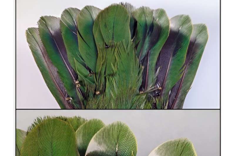 Una paloma frugívora filipina revela sus secretos