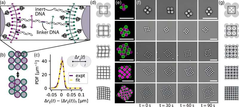 A first in the lab: A tiny network of microparticles that is both strong and flexible