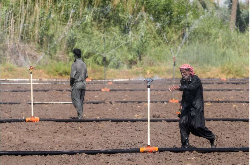 A genotype derived from Iraq's prized amber rice yielded good results when cultivated with small sprinklers