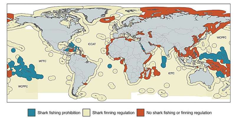 Un estudio global revela vías para salvar a los tiburones amenazados, a pesar de las crecientes tendencias de mortalidad