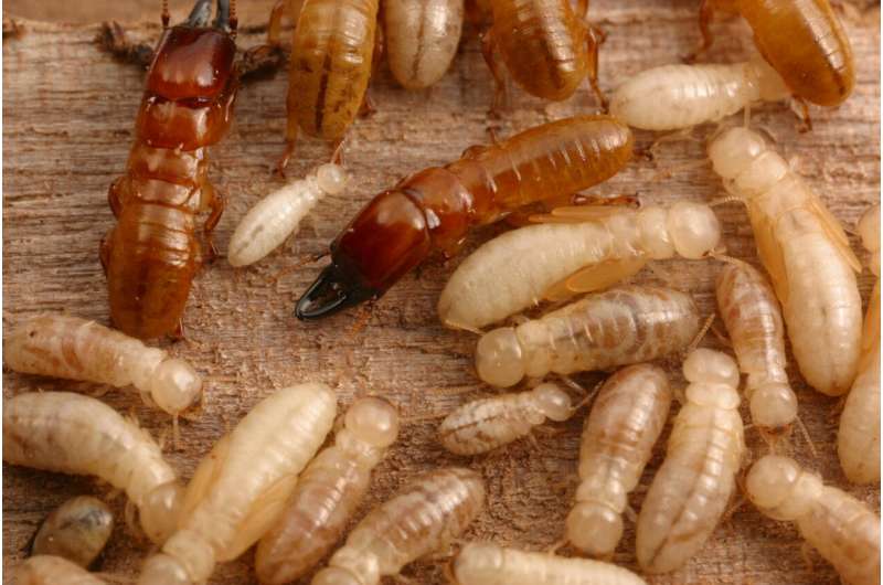 Un moyen plus écologique et plus efficace de tuer les termites