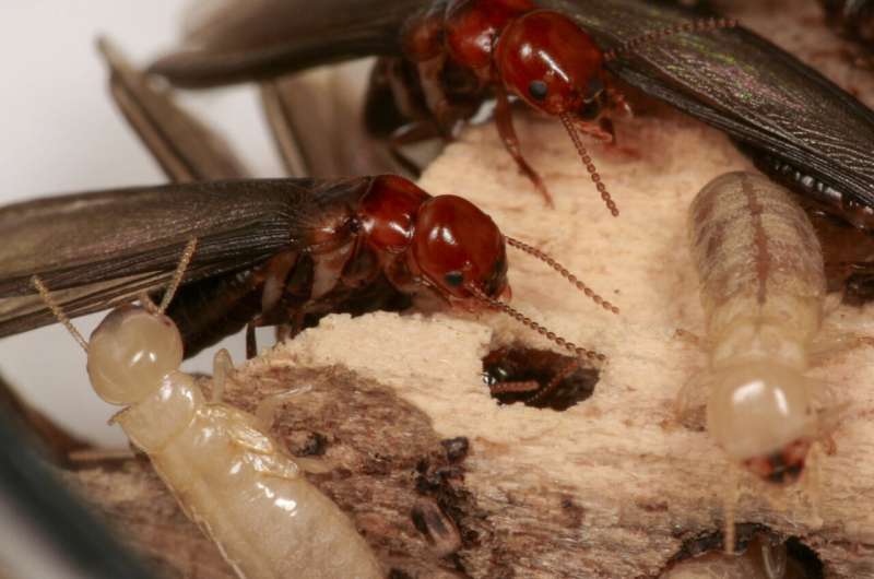 A greener, more effective way to kill termites