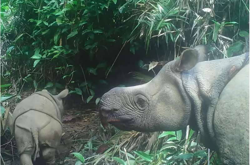 A handout image released by the Environment and Forestry Ministry in 2020 shows a Javan rhino and a male Javan rhinoceros calf in Ujung Kulon national park in Indonesia