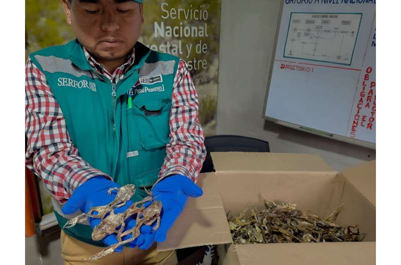 A handout picture distributed on September 5, 2024, by the Peruvian National Forestry and Wildlife Service shows a staffer holding part of a cargo of 390 dissected Lake Titicaca frogs (Telmatobius culeus), seized in Peru's Puno region, near Bolivia