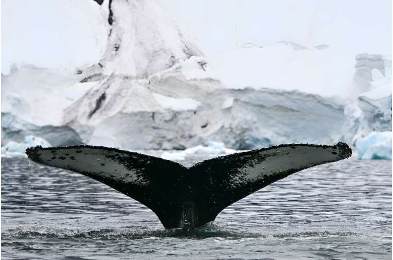 A humpback whale at the Gerlache Strait, which separates the Palmer Archipelago from the Antarctic Peninsula