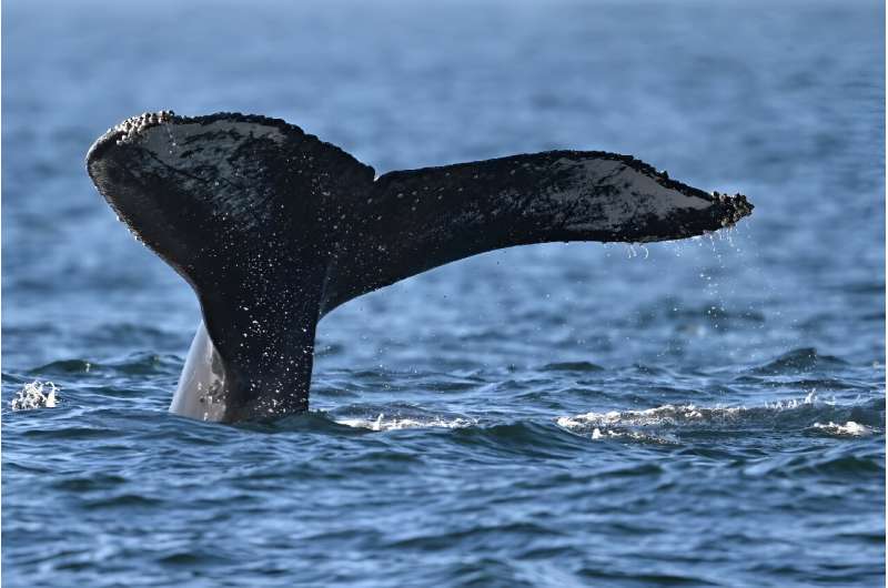 A humpback whale off Rio de Janeiro state, Brazil in June 2024