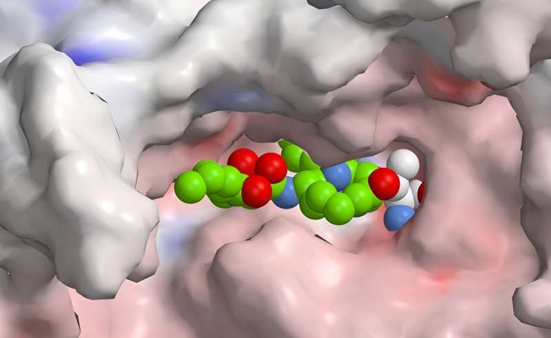 A hybrid arrowhead against immune disorders