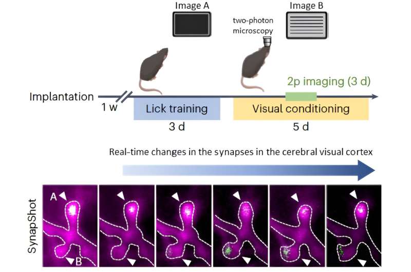 A KAIST research team observes the processes of memory and cognition in real time
