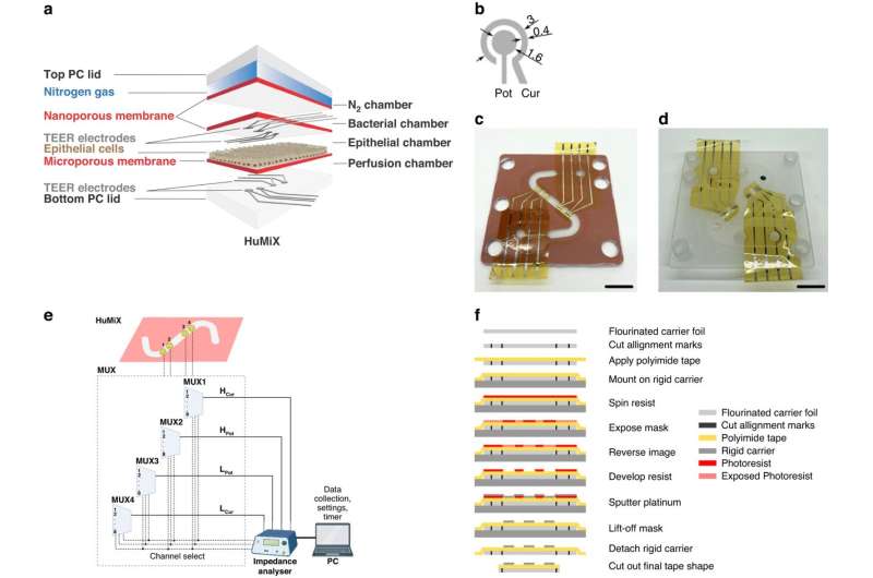 Een sprong voorwaarts in onderzoek naar de darmgezondheid: integratie van meerdere elektroden in darm-op-chip-systemen