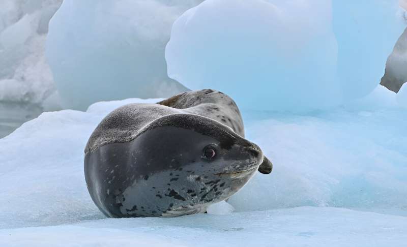 A leopard seal (Hydrurga leptonyx) is pictured on Livingston Island in the South Shetland Islands, Antarctica, on January 27, 2024