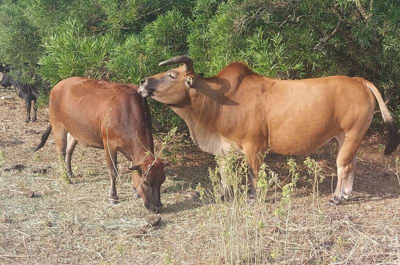 A liking for licking—sex and social status influence social grooming among  free-ranging feral cattle in Hong Kong.
