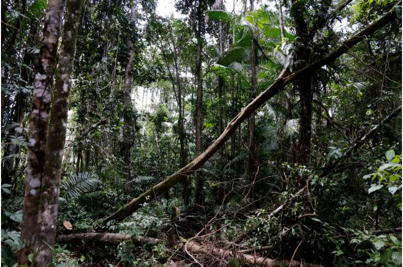 A major global study has found that market-based approaches to conserving forests had achieved little progress in halting deforestation and in some cases worsened economic inequality.