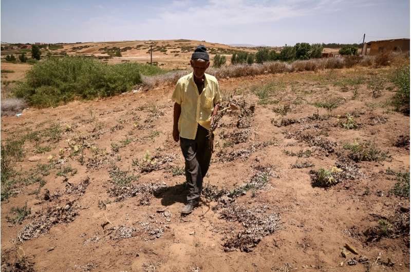 A man inspects his damaged crops, in the Moroccan town of Sidi Slimane, after six years of drought